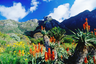 Kirstenbosch National Botanical Garden